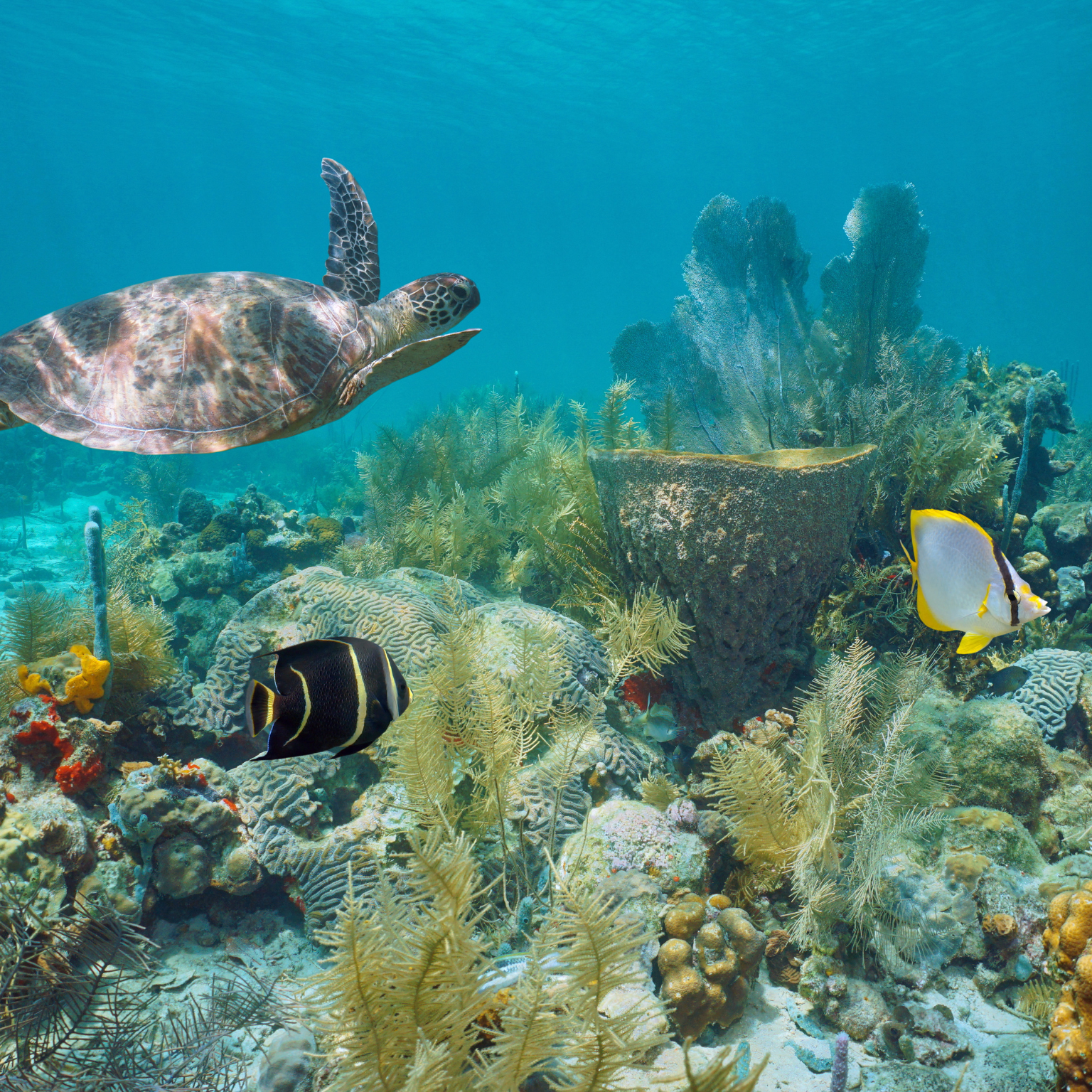 location de vacances conciergerie en Martinique